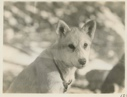Image of Eskimo [Inughuit] dog-Peanut